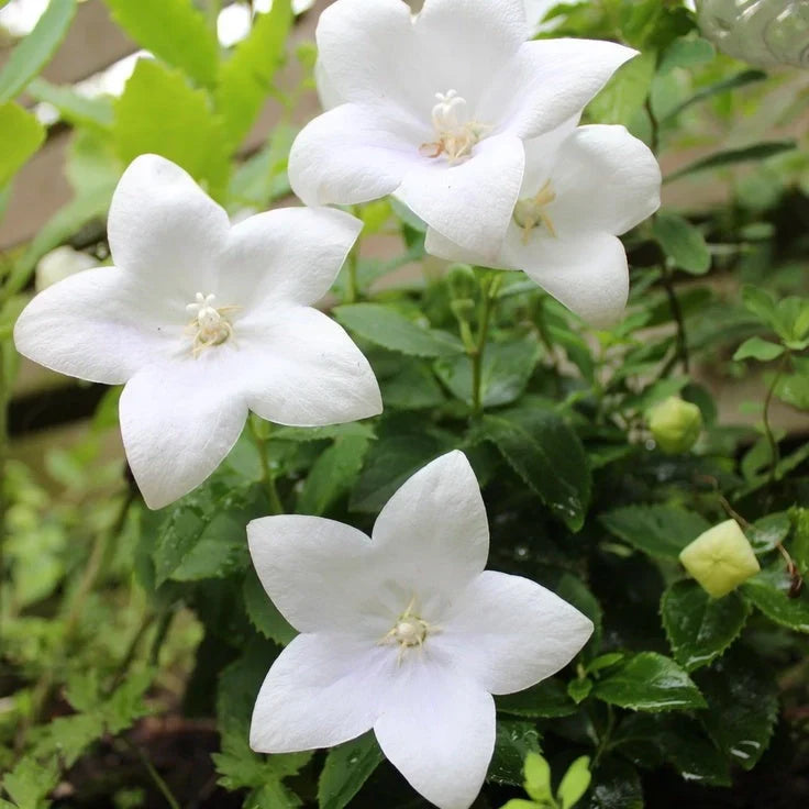 Floarea Balon ”Platycodon Fuji White”,  2 bucăți