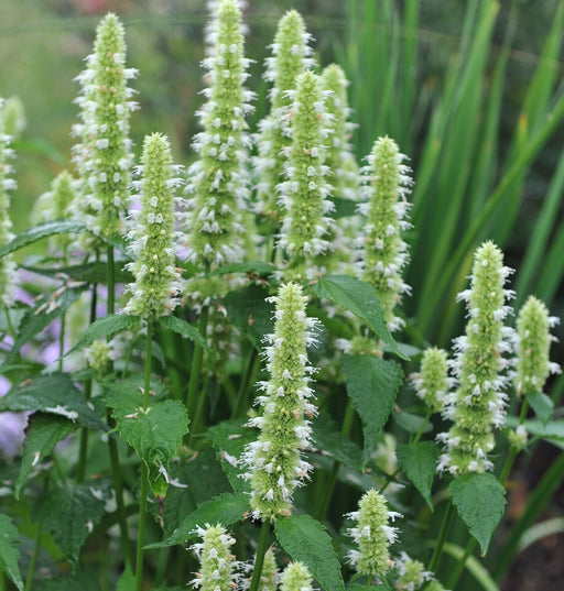 Menta Colibri , Agastache White , 1 bucata la ghiveci