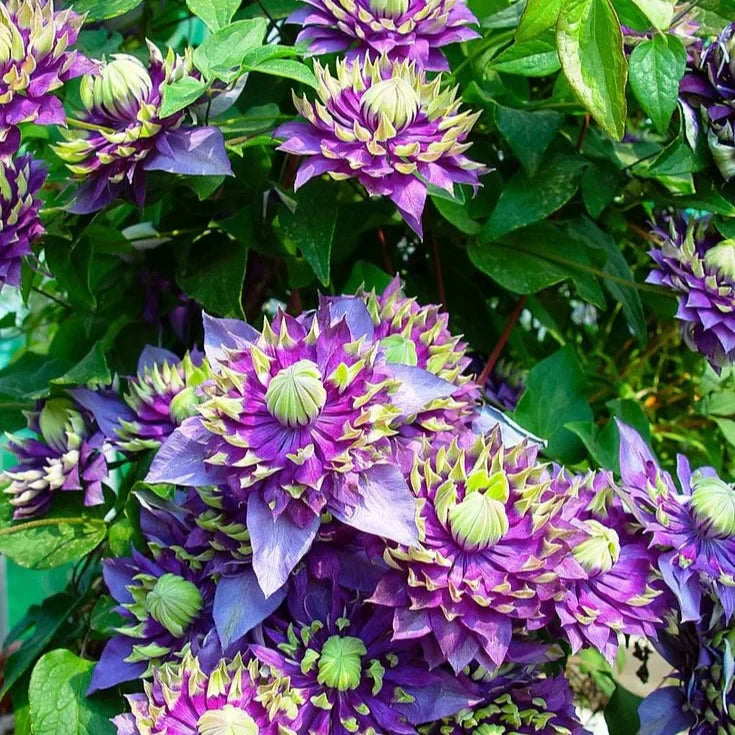 Clematis "Wicked Grin"