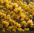 Magnolia "Yellow Bird" la ghiveci